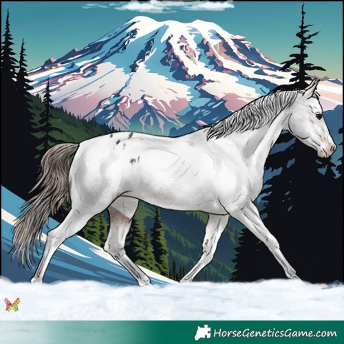 Horse Color:Brown Appaloosa 