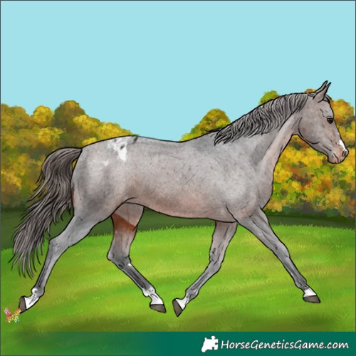 Horse Color:Brown Appaloosa 
