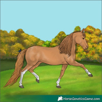 Horse Color:Chestnut Tobiano Rabicano 