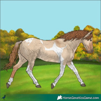 Horse Color:Red Dun Tobiano Rabicano