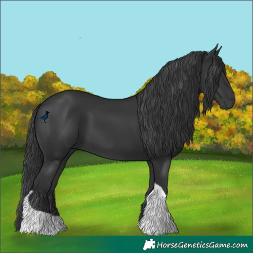 Horse Color:Black Tobiano 