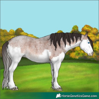 Horse Color:Brown Roan Splash