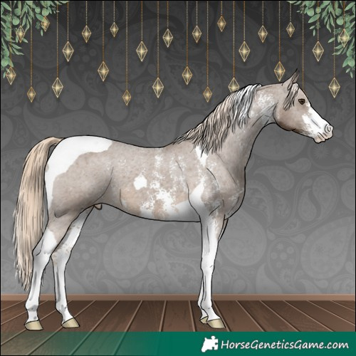 Horse Color:Chocolate Palomino Sabino Tobiano Appaloosa 
