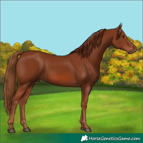 Horse Color:Chestnut 