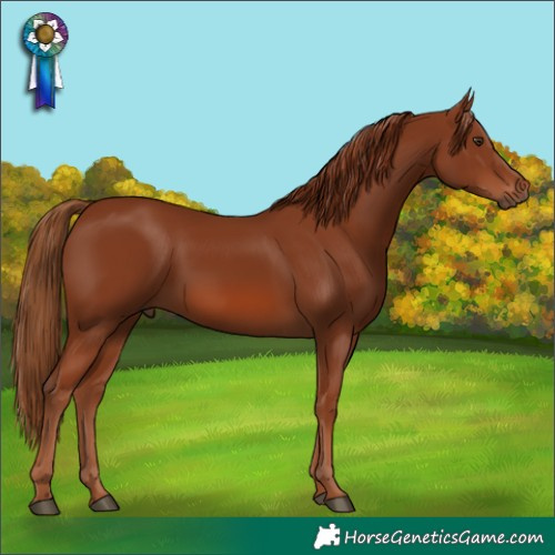 Horse Color:Chestnut 