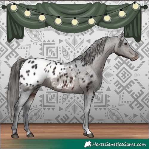 Horse Color:Brown Appaloosa 