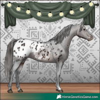 Horse Color:Brown Appaloosa 
