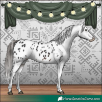 Horse Color:Brown Appaloosa 