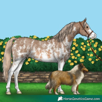 Horse Color:Chocolate Palomino Sabino 