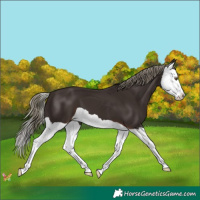 Horse Color:Liver Chestnut Mushroom Splash 