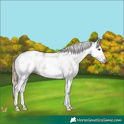 Horse Color:White Spotted Chocolate Palomino Mushroom Splash 