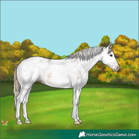 Horse Color:White Spotted Chocolate Palomino Mushroom Splash 