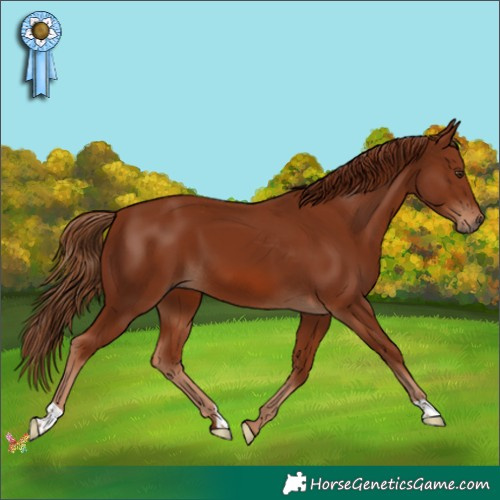 Horse Color:Chestnut 