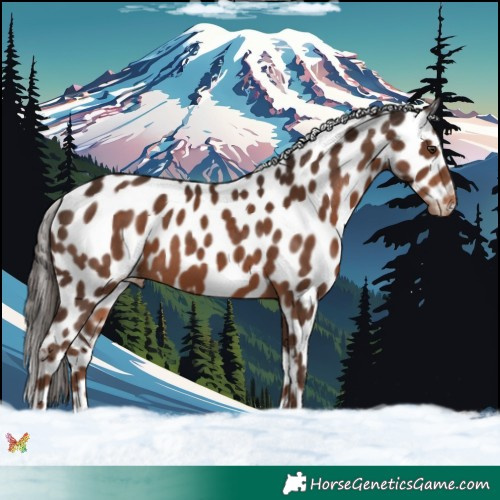 Horse Color:Liver Chestnut Appaloosa 