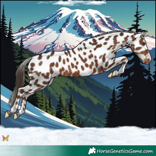 Horse Color:Liver Chestnut Near Leopard 