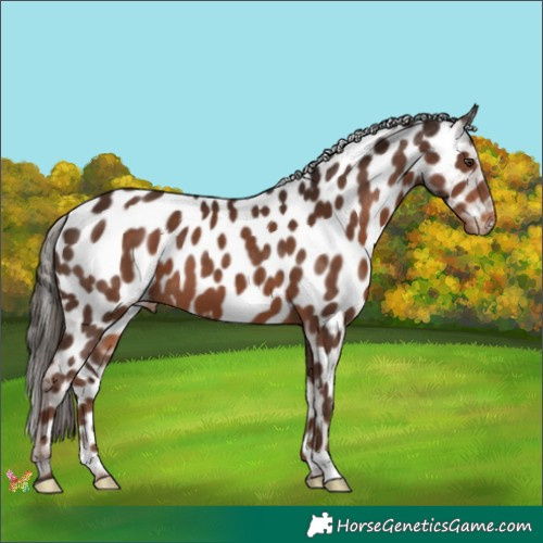 Horse Color:Liver Chestnut Appaloosa 