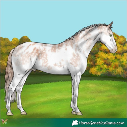 Horse Color:White Spotted Gold Champagne Splash Appaloosa 