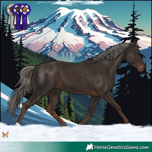 Horse Color:Liver Chestnut Mushroom 