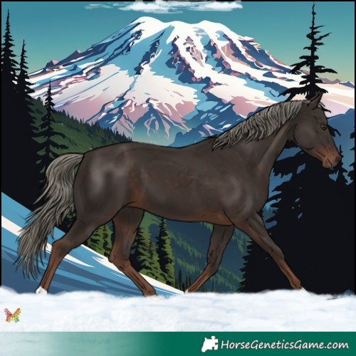 Horse Color:Liver Chestnut Mushroom 