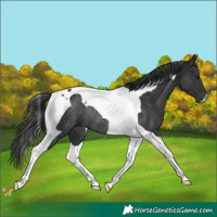 Horse Color:Black Mushroom Tobiano Rabicano 