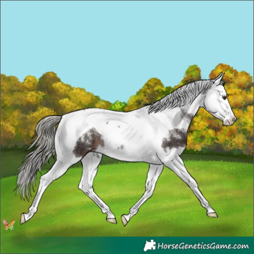 Horse Color:Liver Chestnut Mushroom Splash Tobiano
