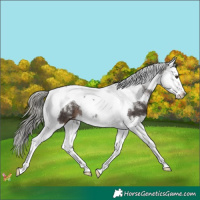 Horse Color:Liver Chestnut Mushroom Splash Tobiano 