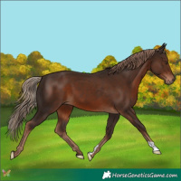 Horse Color:Liver Chestnut 