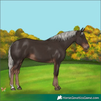 Horse Color:Liver Chestnut Mushroom 