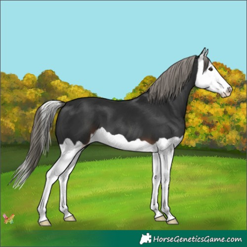 Horse Color:Liver Chestnut Mushroom Splash 