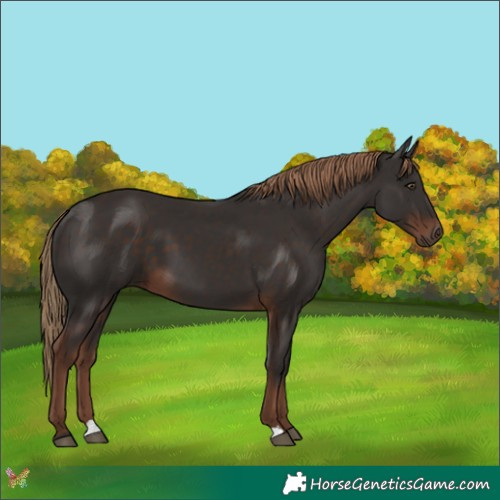 Horse Color:Liver Chestnut