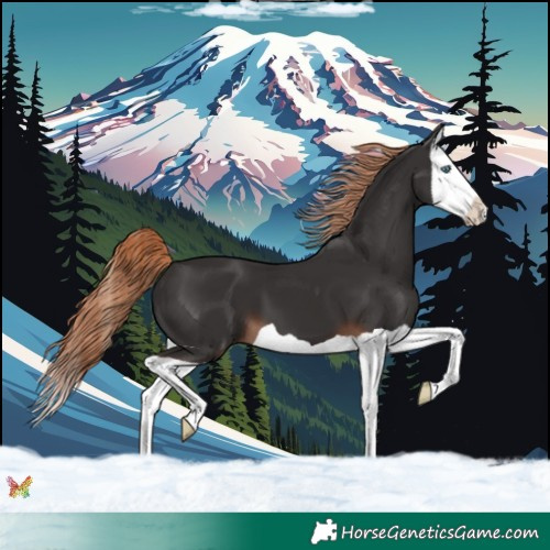 Horse Color:Liver Chestnut Splash 