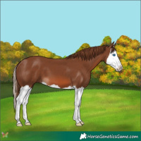 Horse Color:Chestnut Splash 