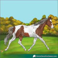 Horse Color:Chestnut Mushroom Splash Tobiano