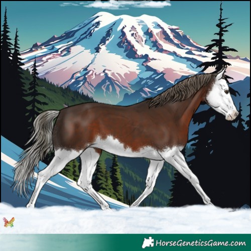 Horse Color:Liver Chestnut Mushroom Splash 