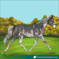Horse Color:White Spotted Liver Chestnut Mushroom
