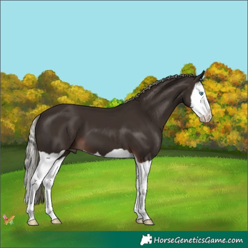 Horse Color:Liver Chestnut Mushroom Splash 