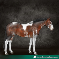 Horse Color:White Spotted Brown Tobiano Rabicano 