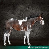 Horse Color:White Spotted Brown Tobiano Rabicano