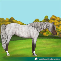 Horse Color:Silver Brown Roan 