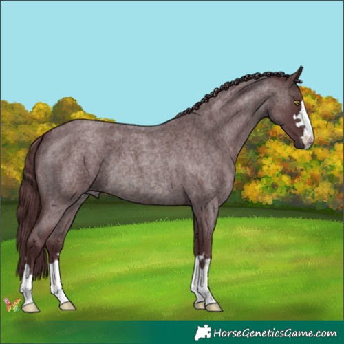 Horse Color:Platinum Chocolate Brown Roan 