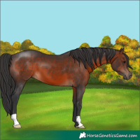Horse Color:Brown 