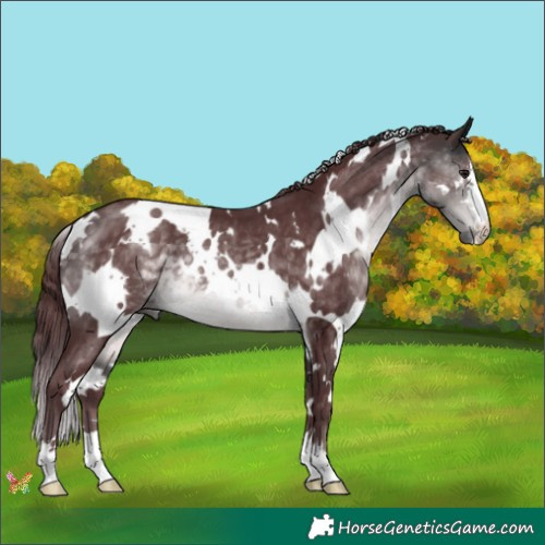 Horse Color:Platinum White Spotted Chocolate Buckskin 