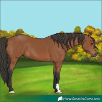 Horse Color:Bay 