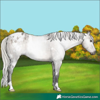 Horse Color:Gray White Spotted Silver Brown Dun Appaloosa Rabicano 