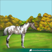 Horse Color:White Spotted Brown Dun Rabicano