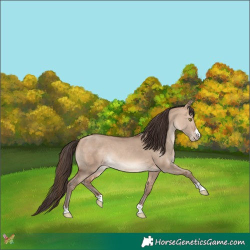Horse Color:Amber Champagne Dun 