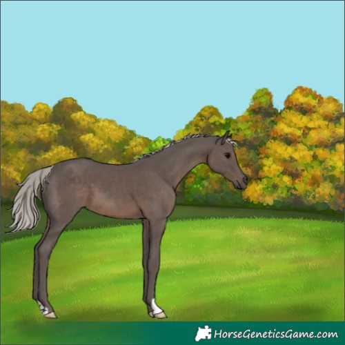 Horse Color:Silver Black