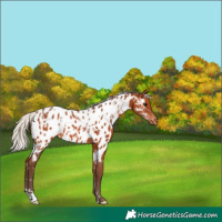 Horse Color:White Spotted Silver Bay Near Leopard 