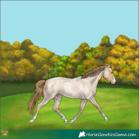 Horse Color:Gold Champagne Roan 