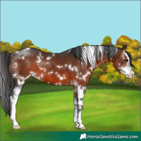 Horse Color:White Spotted Brown Sabino